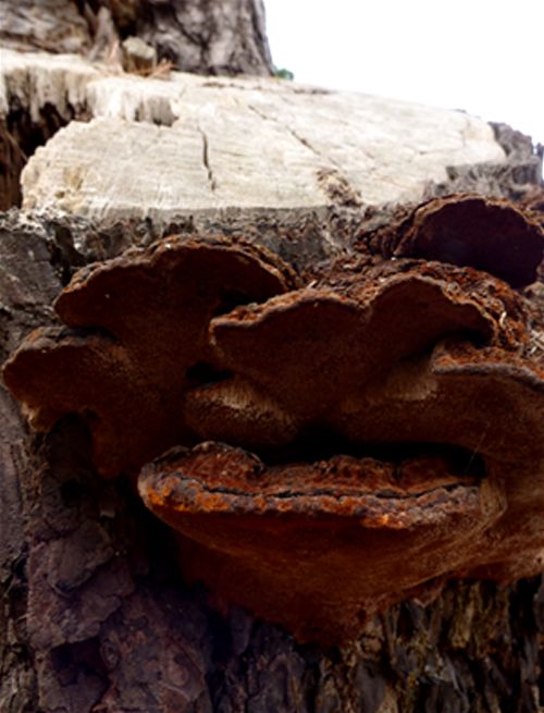 A reddish-brown appearance to growing brackets on black pine